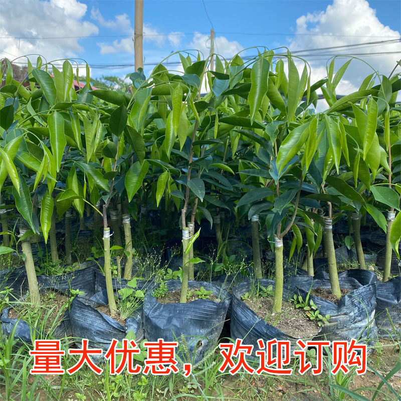 奇楠沉香市场价沉香树苗价格奇楠树种植户力推嫁接奇楠沉香树苗