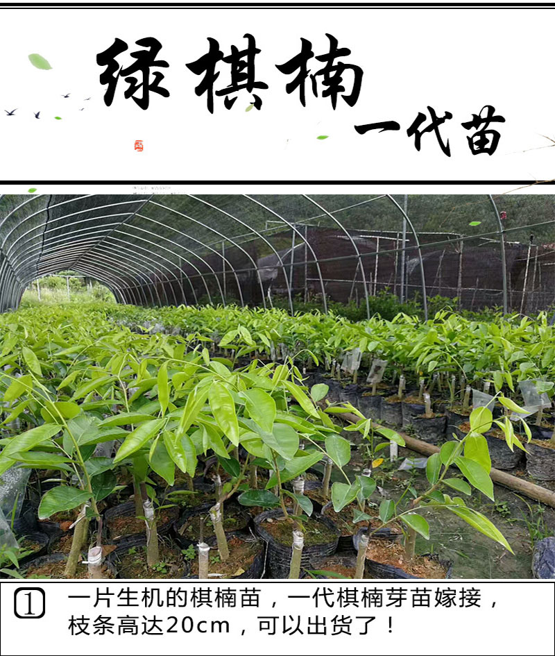 绿奇楠苗正宗一代嫁接奇楠沉香树苗沉香苗批发出售价格诚信经营