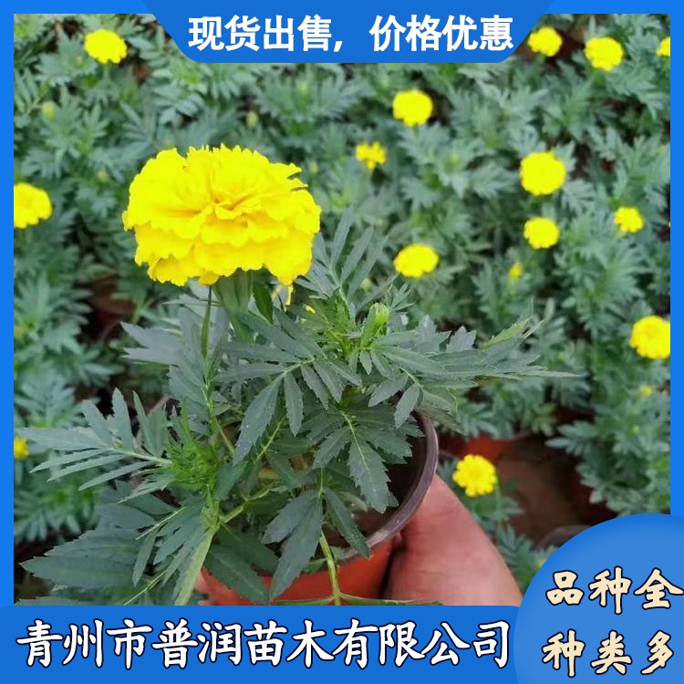 室外租摆造型万寿菊 万寿菊苗报价 盆栽万寿菊基地