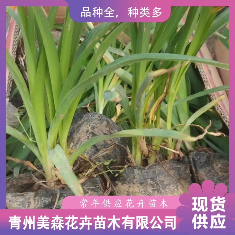 出售大花萱草幼苗 美森 大花萱草供应商 大花萱草行情