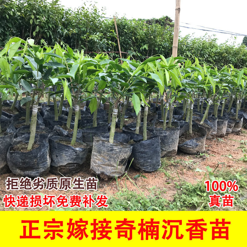 广东沉香树苗种植基地大量供应奇楠沉香树苗品种齐全批发价格