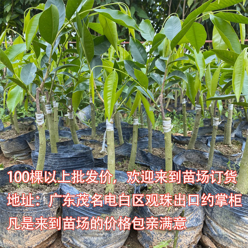 广东沉香树苗种植基地大量供应奇楠沉香树苗品种齐全批发价格