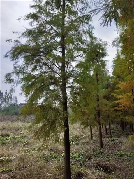 水杉小苗水杉基地水杉批发