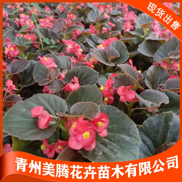 四季海棠 美腾 四季海棠小苗 四季海棠价格 四季海棠供应商
