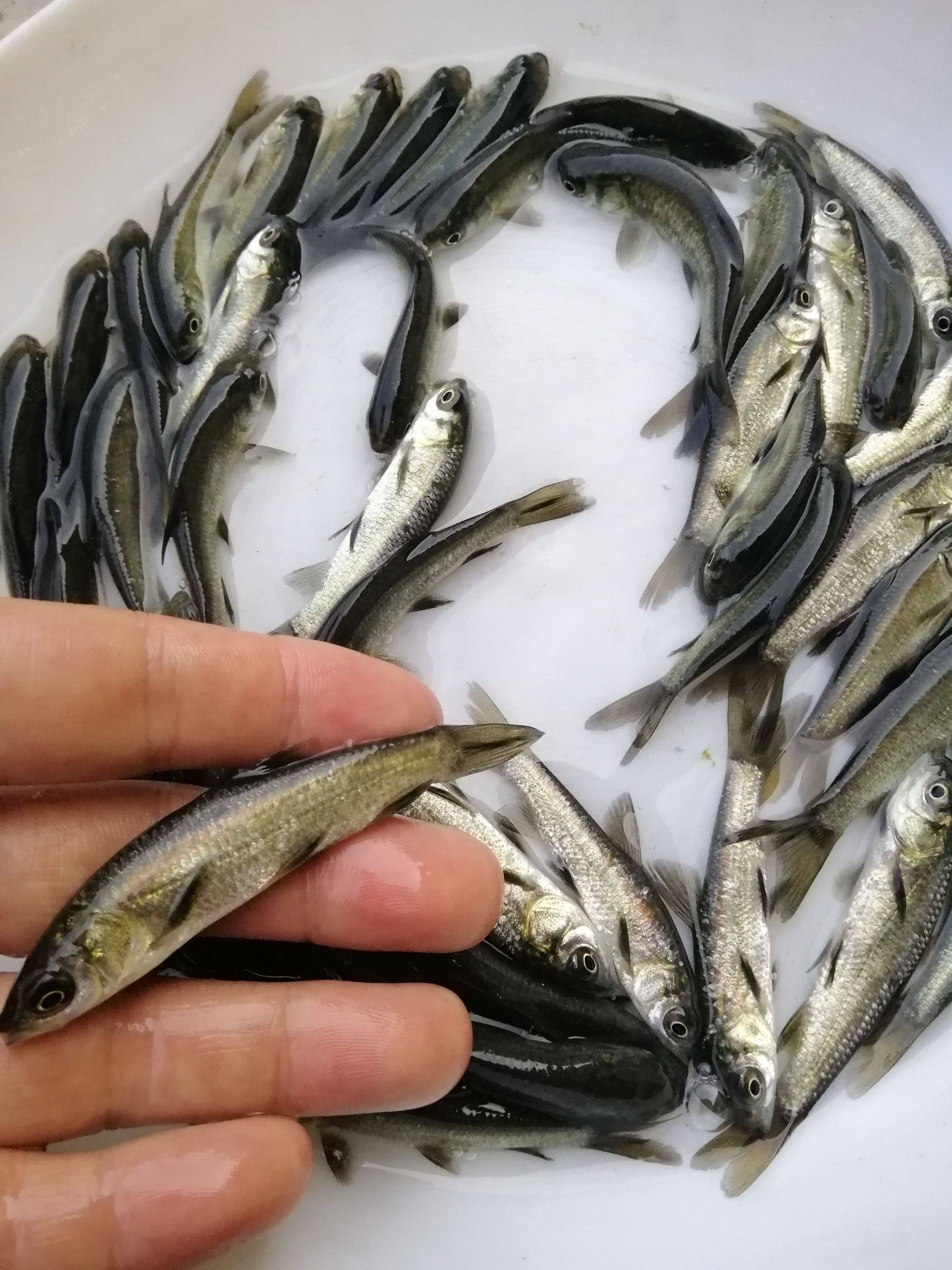 青鱼苗 螺丝青鱼苗 肉食性青鱼苗 江西青鱼养殖基地专销