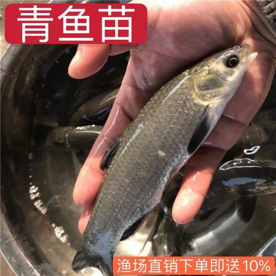 福建青鱼养殖场 基地出售螺丝青鱼 5至6公分青鱼苗 包邮