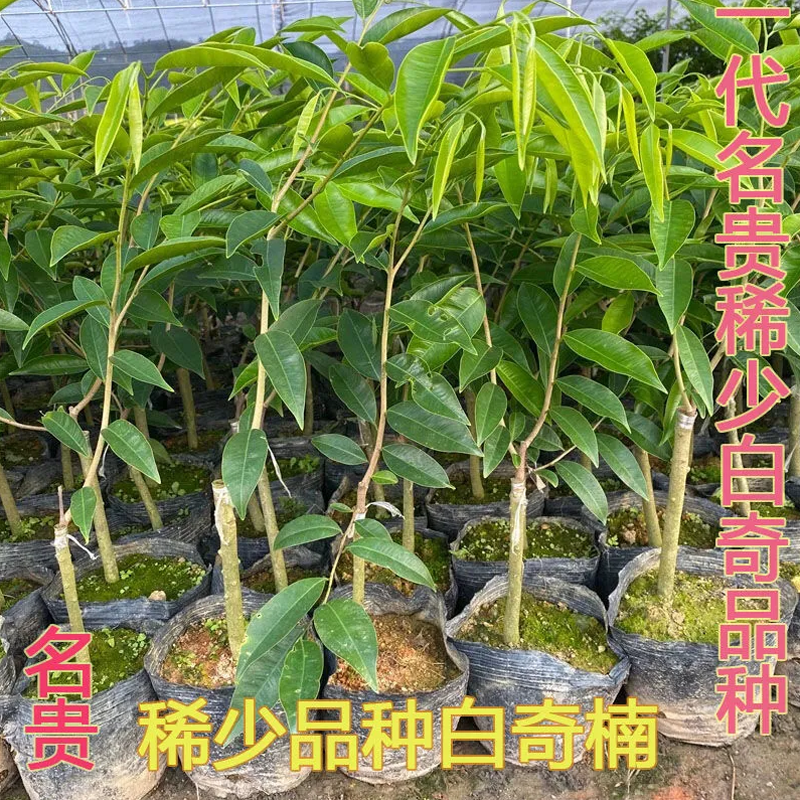 名贵嫁接沉香木苗奇楠沉香树苗批发市场价奇楠苗种植基地发货