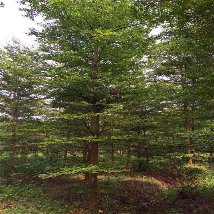 基地供应 漳州小叶榕树盆景桩景