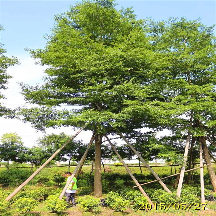 基地直供行道树重庆小叶榄仁地栽苗小叶榄仁报价