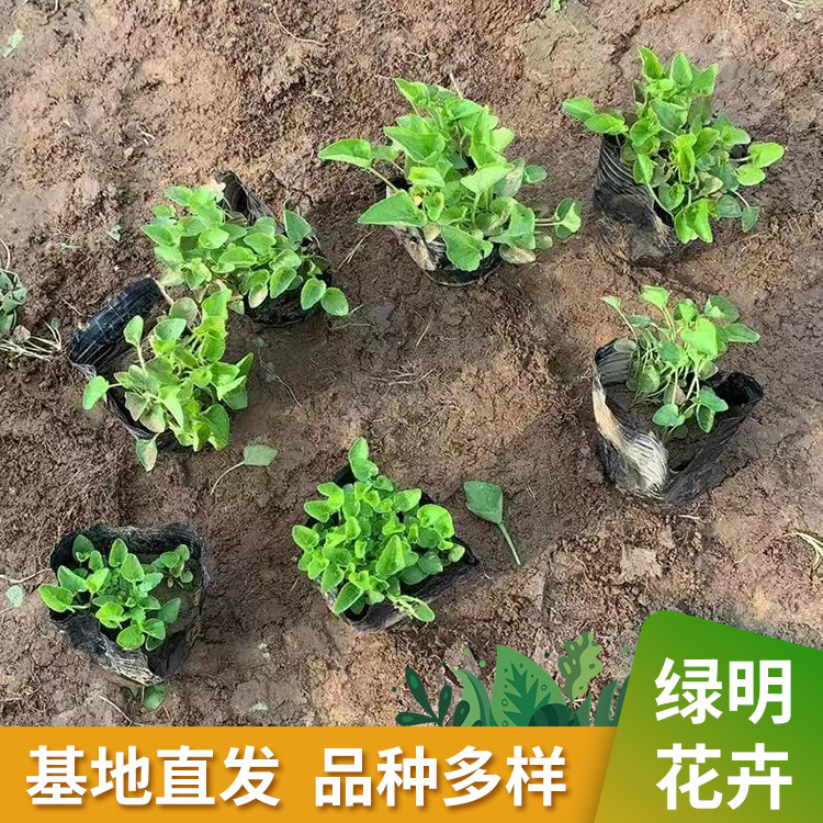 紫花地丁批发绿明花卉紫花地丁小苗价格