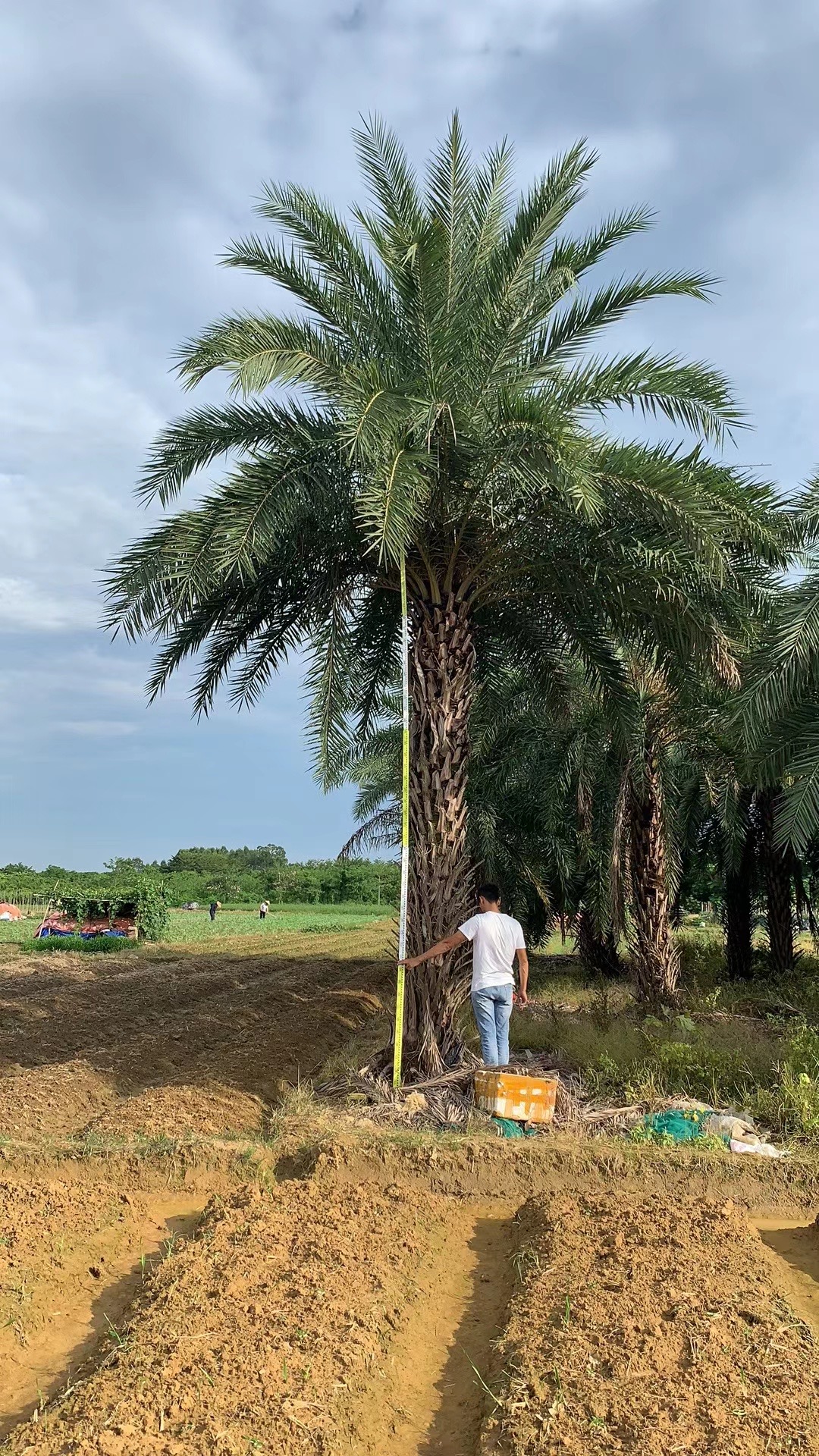 中东海枣树大量供应 销售临沂银海枣 出售菏泽中东海枣