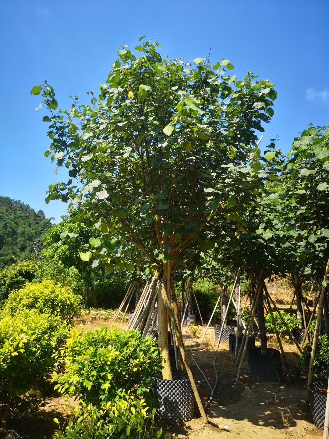 庭院观赏树行道树 黄槿 菏泽 临沂黄槿树批发报价