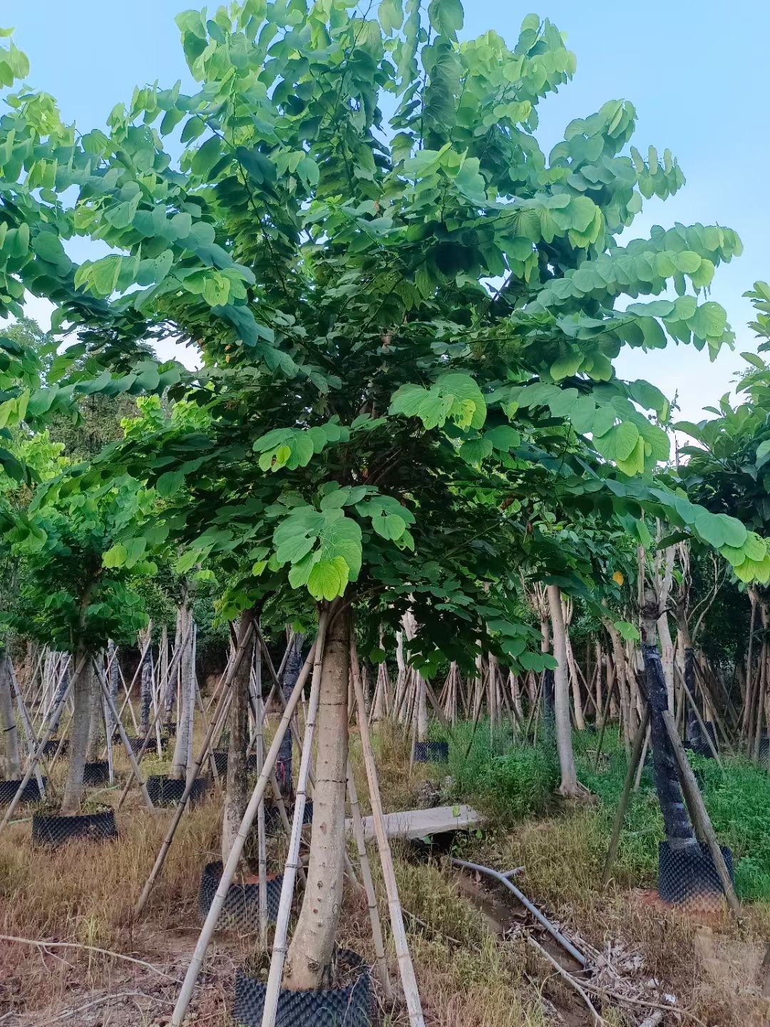 邳州羊蹄甲南京羊蹄甲洋紫荆羊蹄甲价格