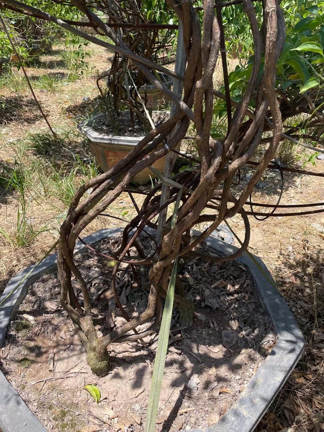 炮仗花老桩盆景炮仗花价格围墙绿化炮仗花报价产地直供