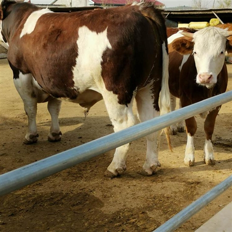 新疆鲁西黄肉牛价格肉牛养殖黄牛价格国迎西门塔尔牛母牛价格