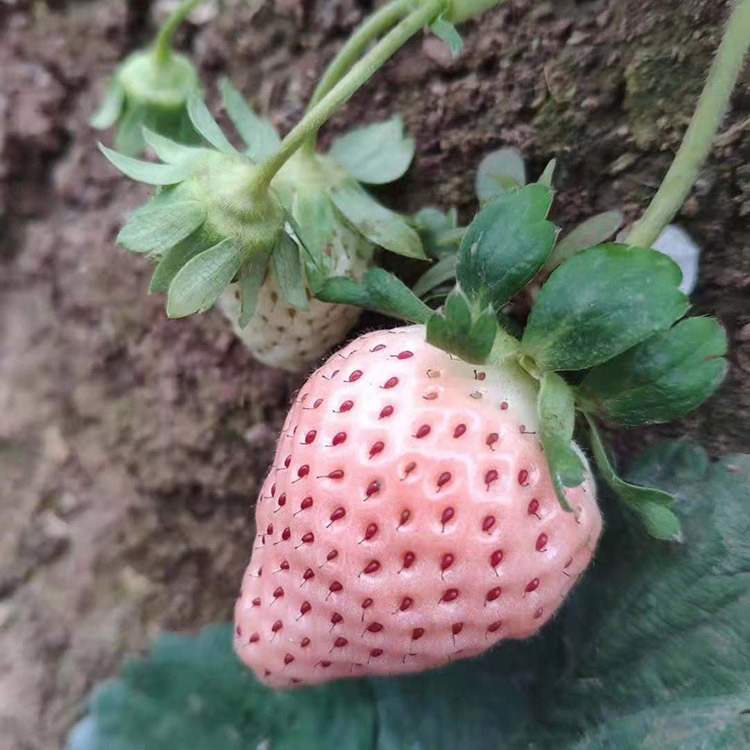 甜查理草莓苗价格表甜查理草莓苗育苗基地基地批发妙香三号草莓苗