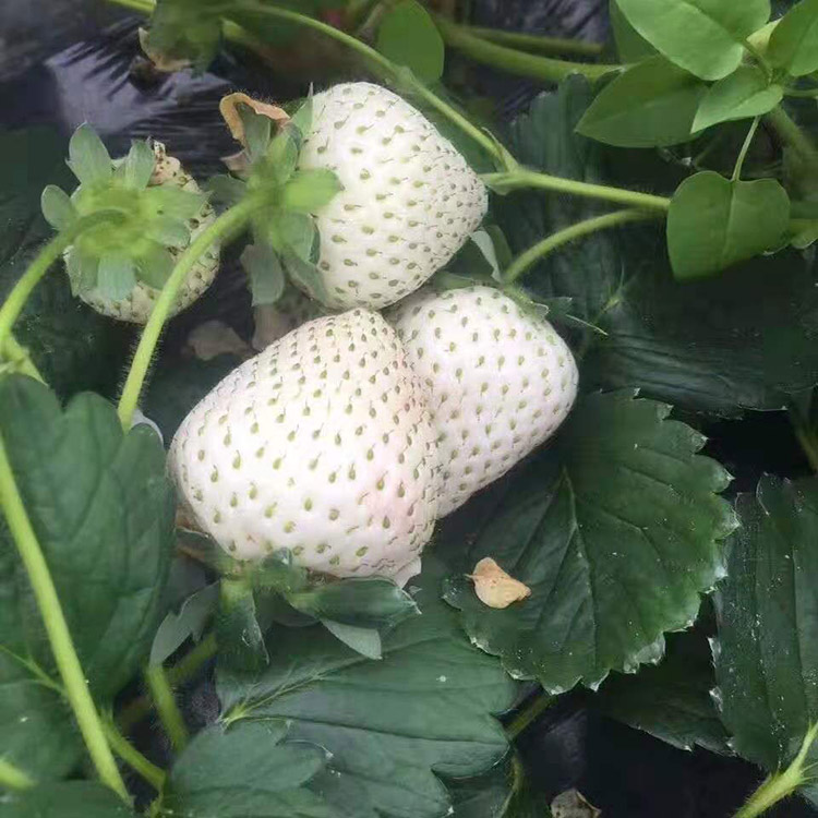 大红宝草莓苗价格白雪小町草莓苗批发价格脱毒红玉草莓苗