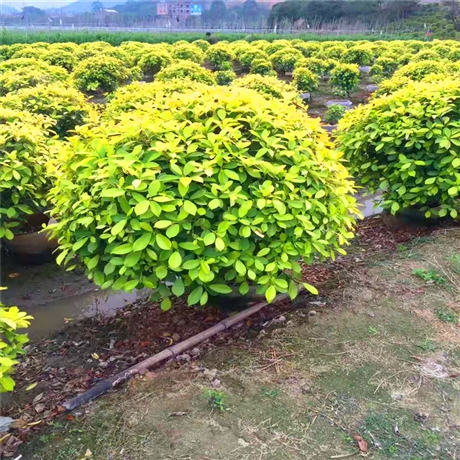 批发黄金榕移植苗江西黄金榕球价格精品园林常绿灌木移植苗