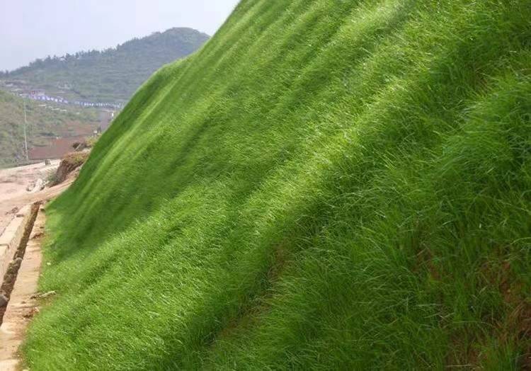 广东广州地区边坡草坪绿化高羊茅草种
