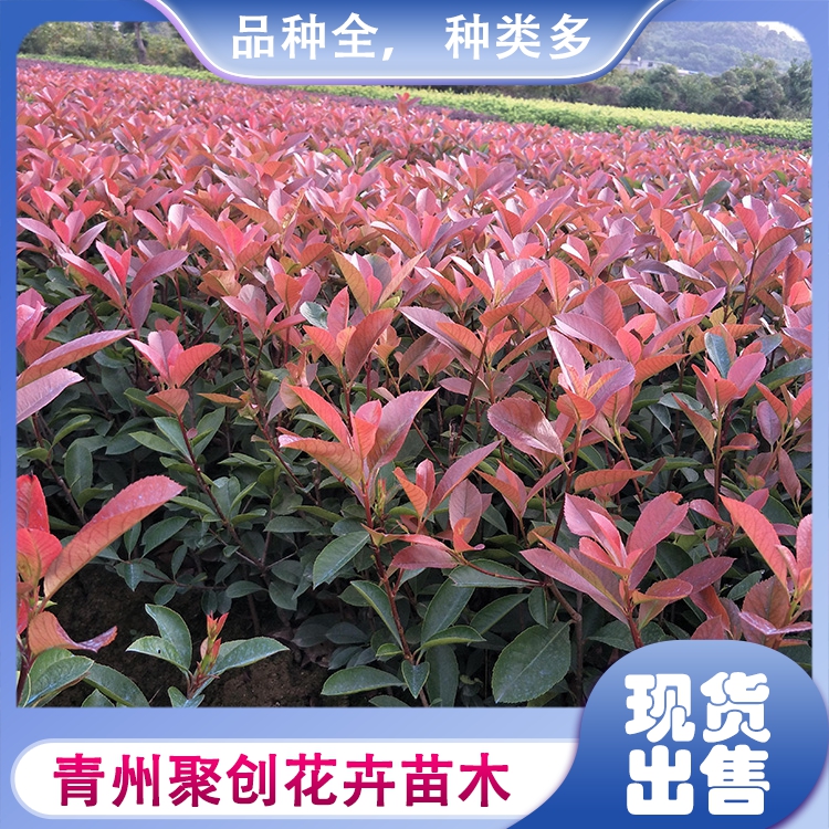 青州红叶石楠种植基地聚创批发红叶石楠苗量大价优