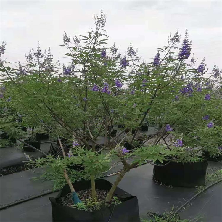 穗花牡荆加仑盆苗 庭院小区造景花苗 街道行道隔离带绿化植物