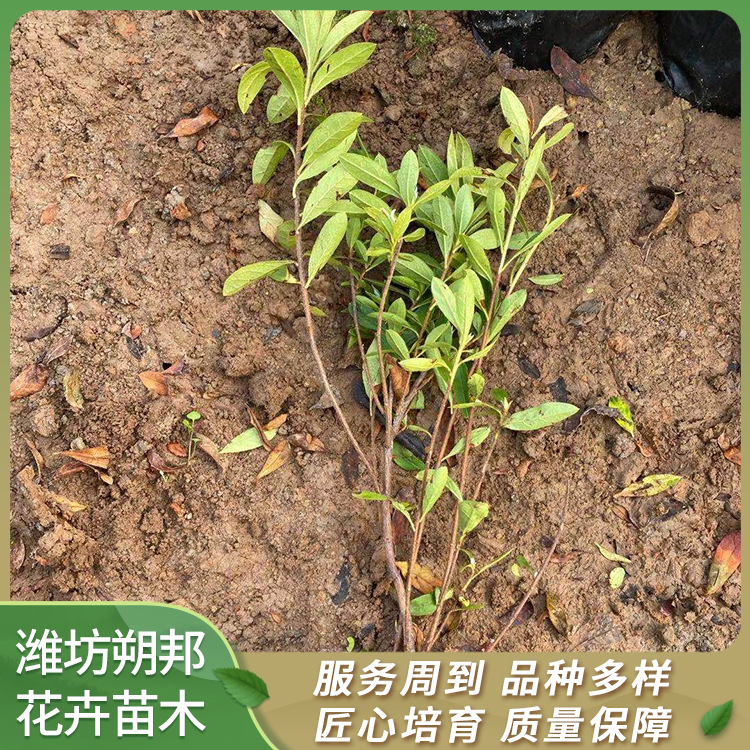 朔邦花卉 出售杜鹃小苗 杜鹃花养殖 基地直供