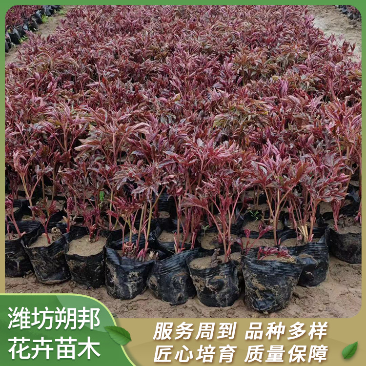 芍药盆栽苗 大量出售芍药小苗 基地直供