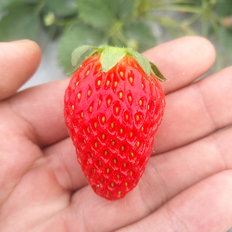脱毒白雪小町草莓苗 红玉草莓苗新品种 出售草莓苗妙香七号