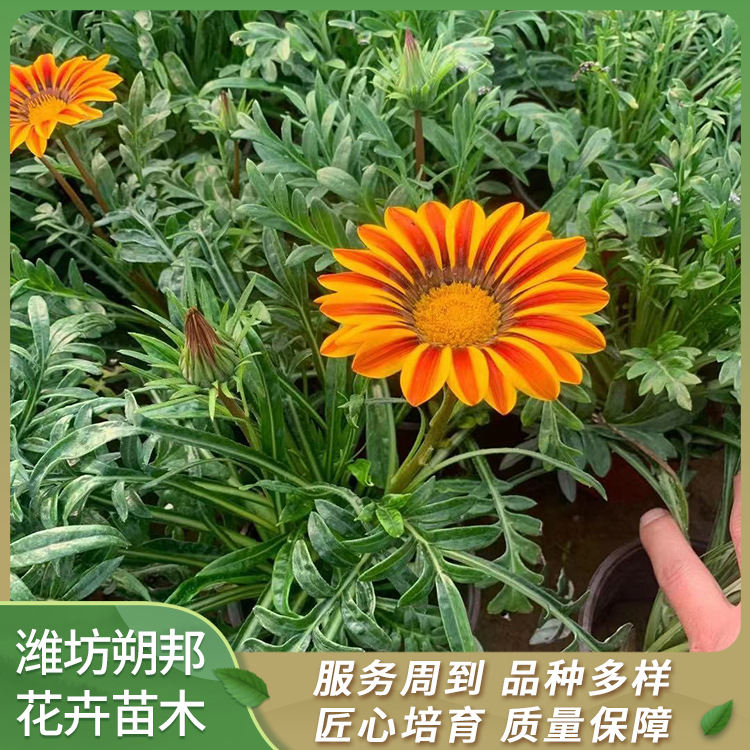 勋章菊花苗 基地供应勋章菊杯苗 朔邦花卉