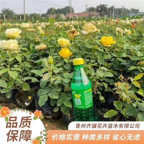 齐骥花卉出售月季花盆栽月季小苗基地直供