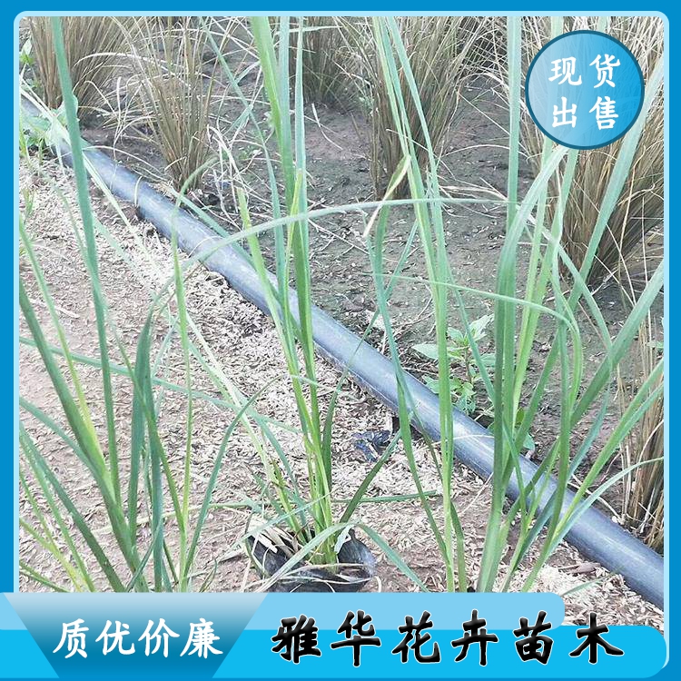 山东矮蒲苇种植基地 蒲苇苗批发 雅华 5斤袋苗价格