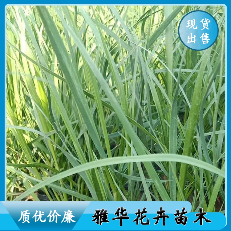 青州矮蒲苇 雅华 矮蒲苇品种好 矮蒲苇小苗批发