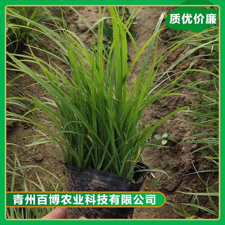 青绿苔草品质苗 百博 青绿苔草苗圃直供 品相好 欢迎选购