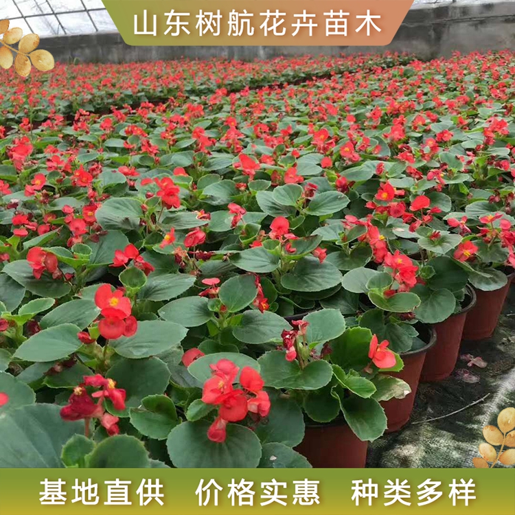 四季海棠 基地种植 树航花卉 四季海棠小苗
