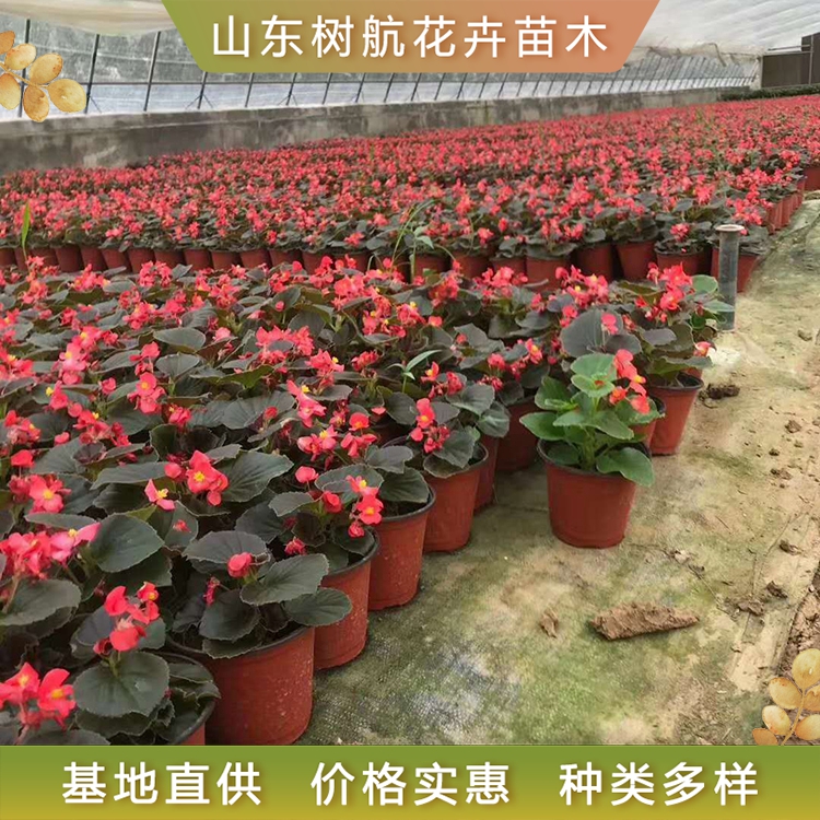 四季海棠 基地种植 树航花卉 四季海棠小苗
