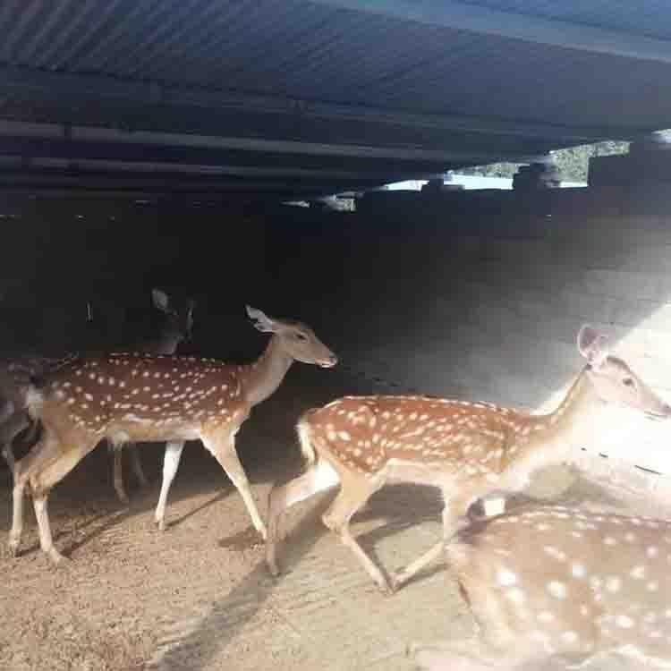 梅花鹿养殖前景梅花鹿养殖场梅花鹿种鹿价格