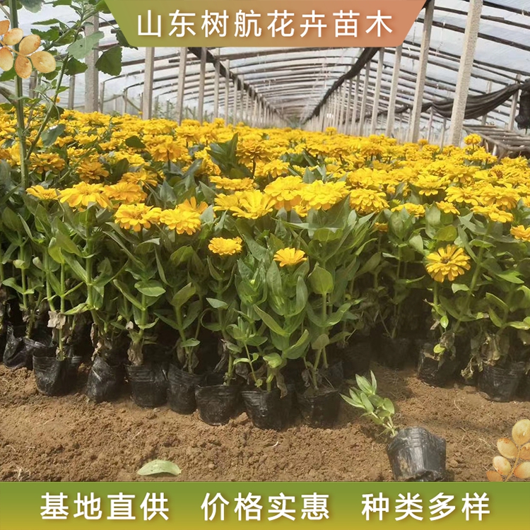 百日草基地出售 树航花卉 百日草苗栽植