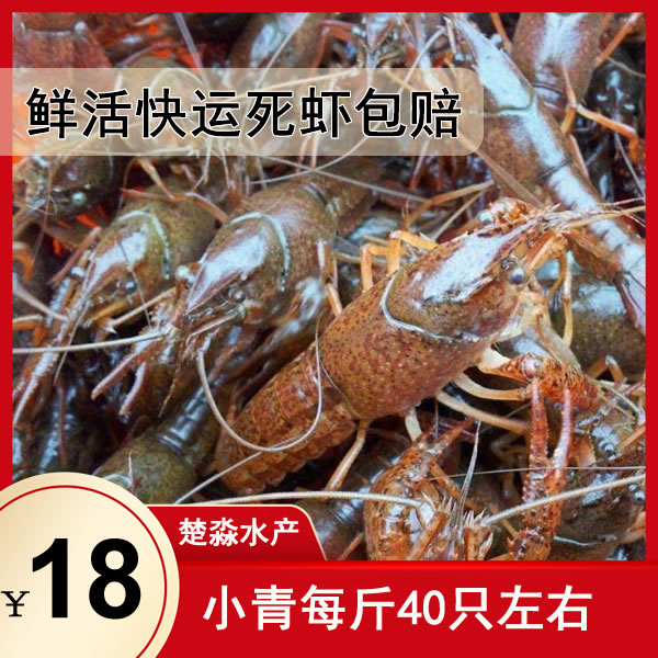 潜江鲜活小龙虾青虾小青2钱3钱4钱规格 8月15-8月20售价18元包运费