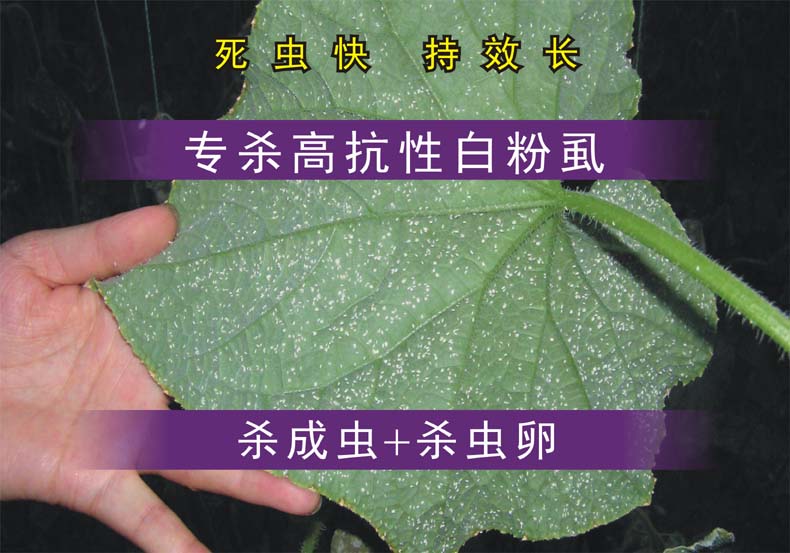 死虫迅速抗性白粉虱用药白粉虱跳甲杀虫剂
