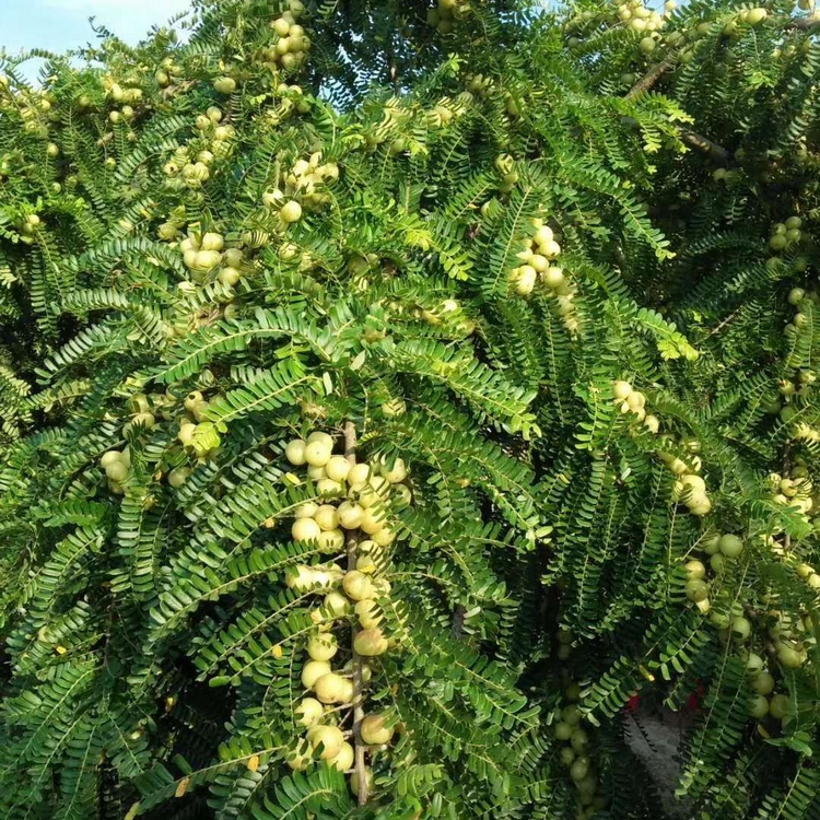 供应油甘果苗批发余甘果苗又名牛甘果