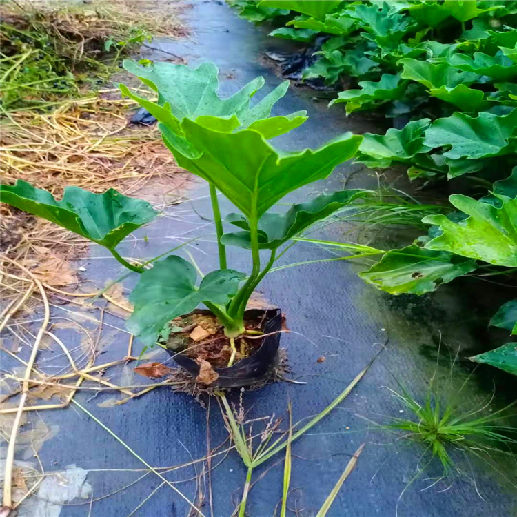 春羽种植基地 安徽春羽杯苗 小苗 道路隔离带绿化