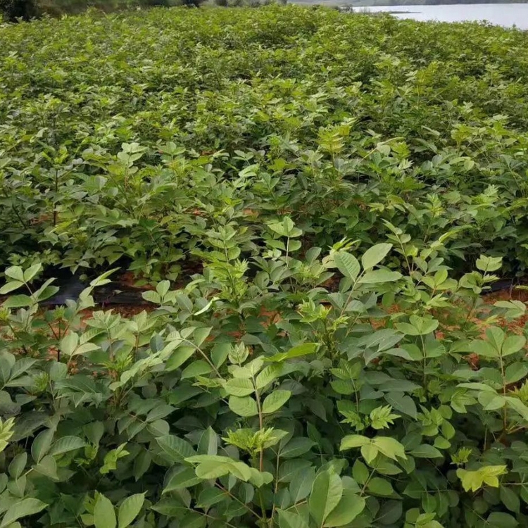 供应中花吴茱萸苗假一赔万提供技术10000以上广西资源县