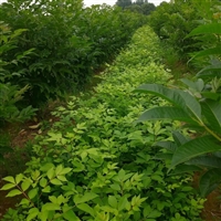 供应吴茱萸苗 正宗江西中花吴茱萸移栽苗