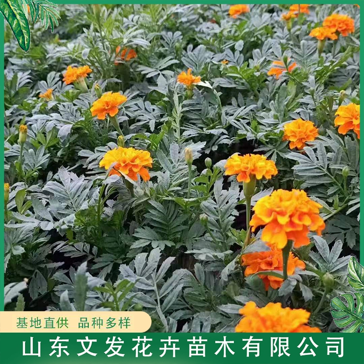 万寿菊小苗 出售万寿菊盆栽苗 基地直供