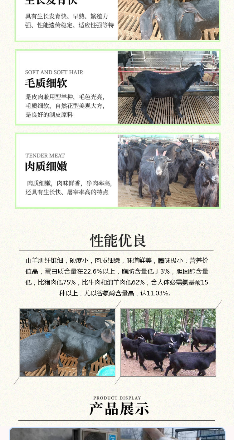 黑山羊价格黑山羊品种介绍繁殖快