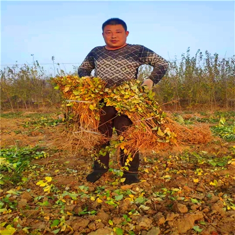 河南卢氏县连翘苗种植基地价格全国发货