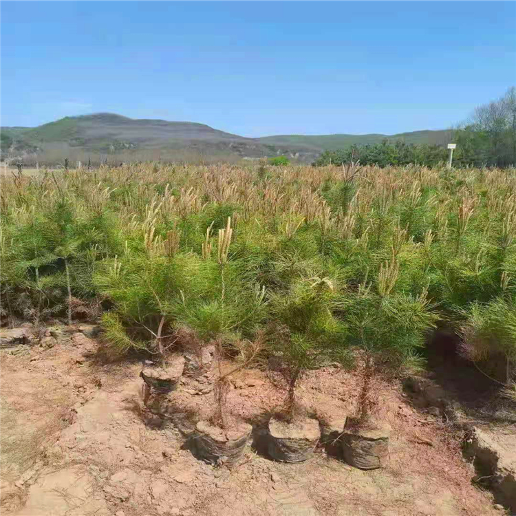 油松苗木基地,油松苗圃,以种植经营绿化苗木为主,苗木销至到辽宁,内蒙