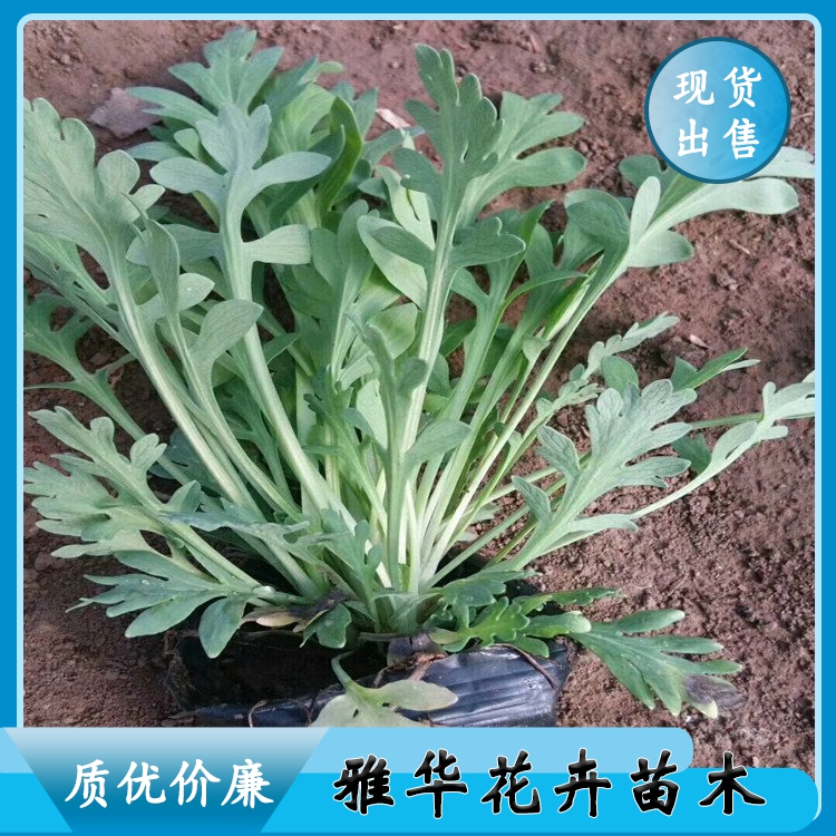 雅华大滨菊植株健壮四季大滨菊小苗好养易活