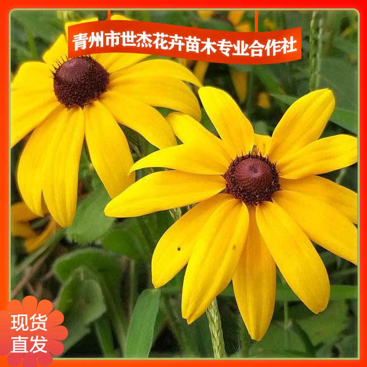 盆栽金光菊供应商世杰批发金光菊小苗金光菊行情