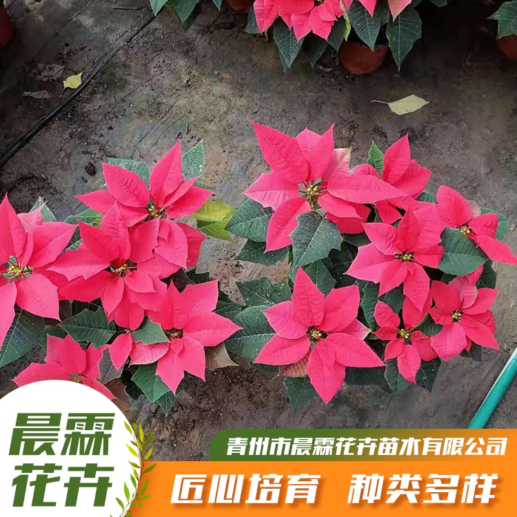 一品红的花期是在圣诞节前后.